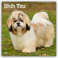 Shih Tzu 2026 Square Flap Calendar