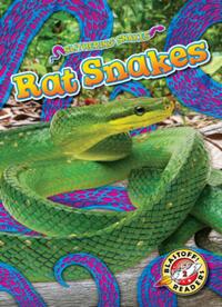 Rat Snakes