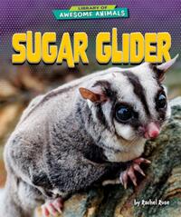 Sugar Glider